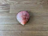 pink shell with clasp