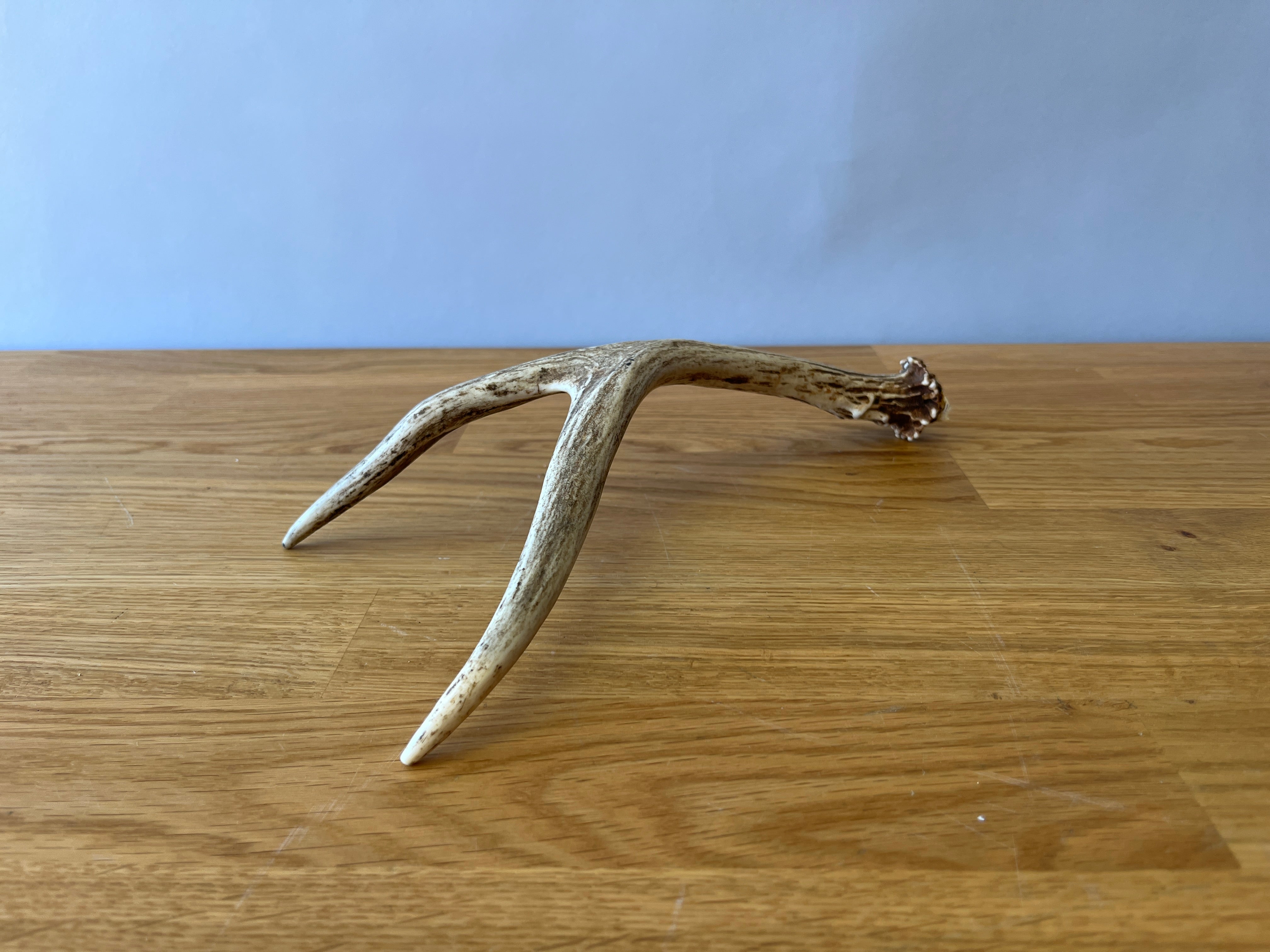Deer Horn