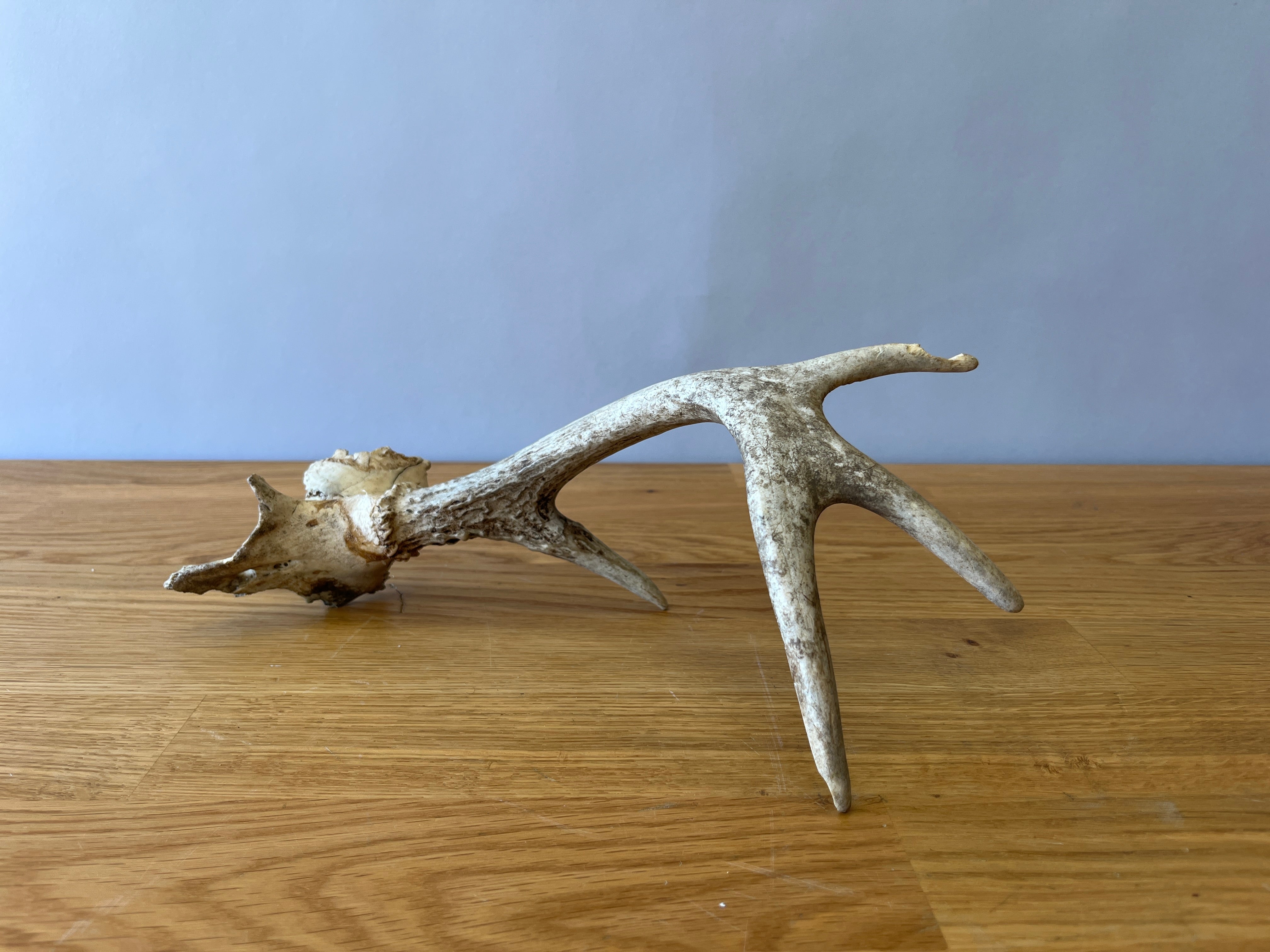 Deer Horn
