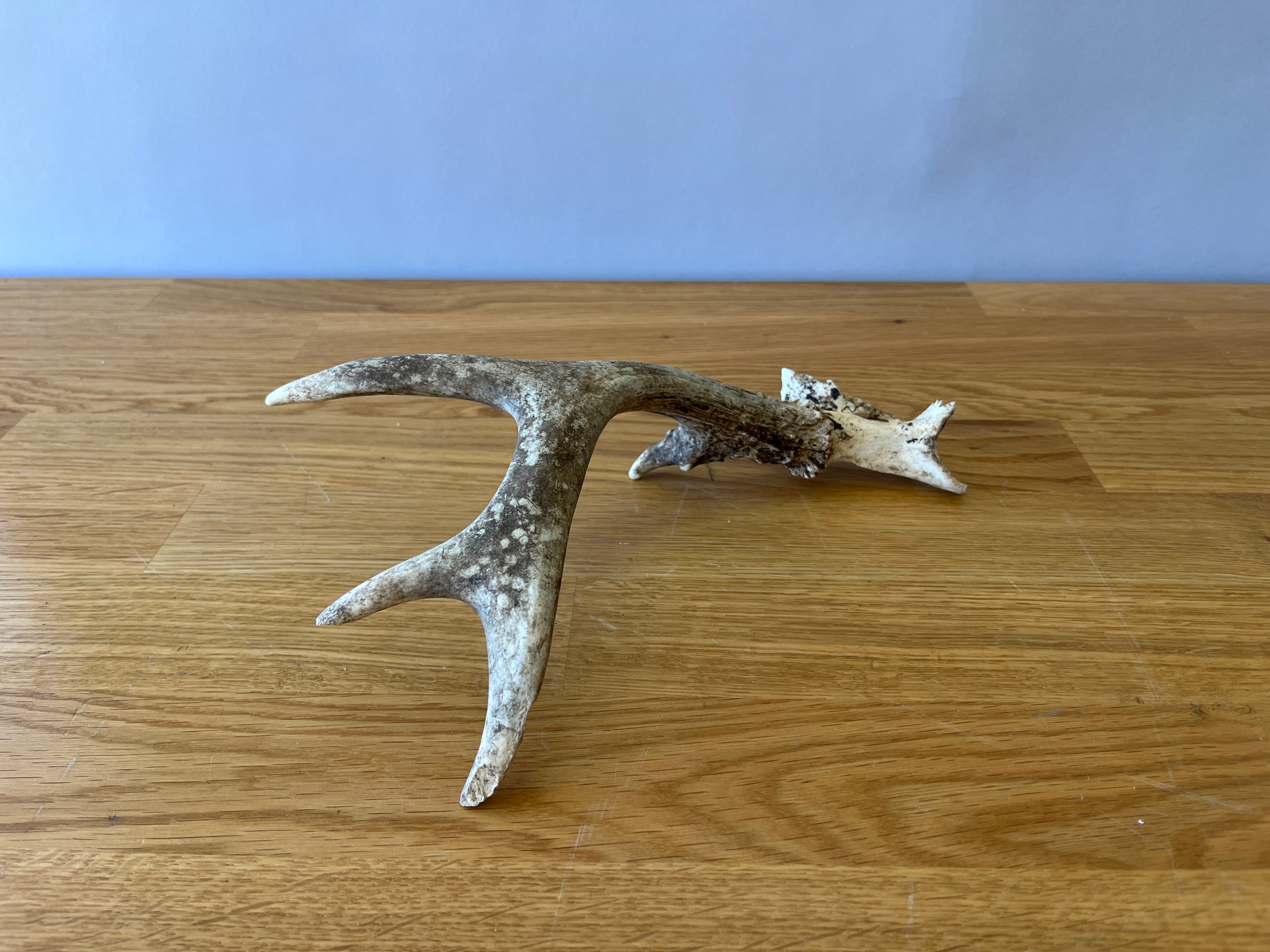 Deer Horn