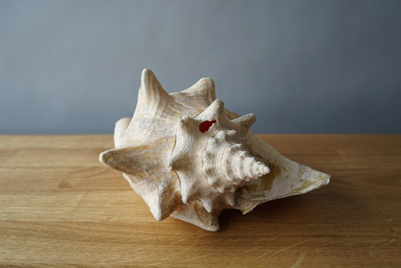 Conch Shell