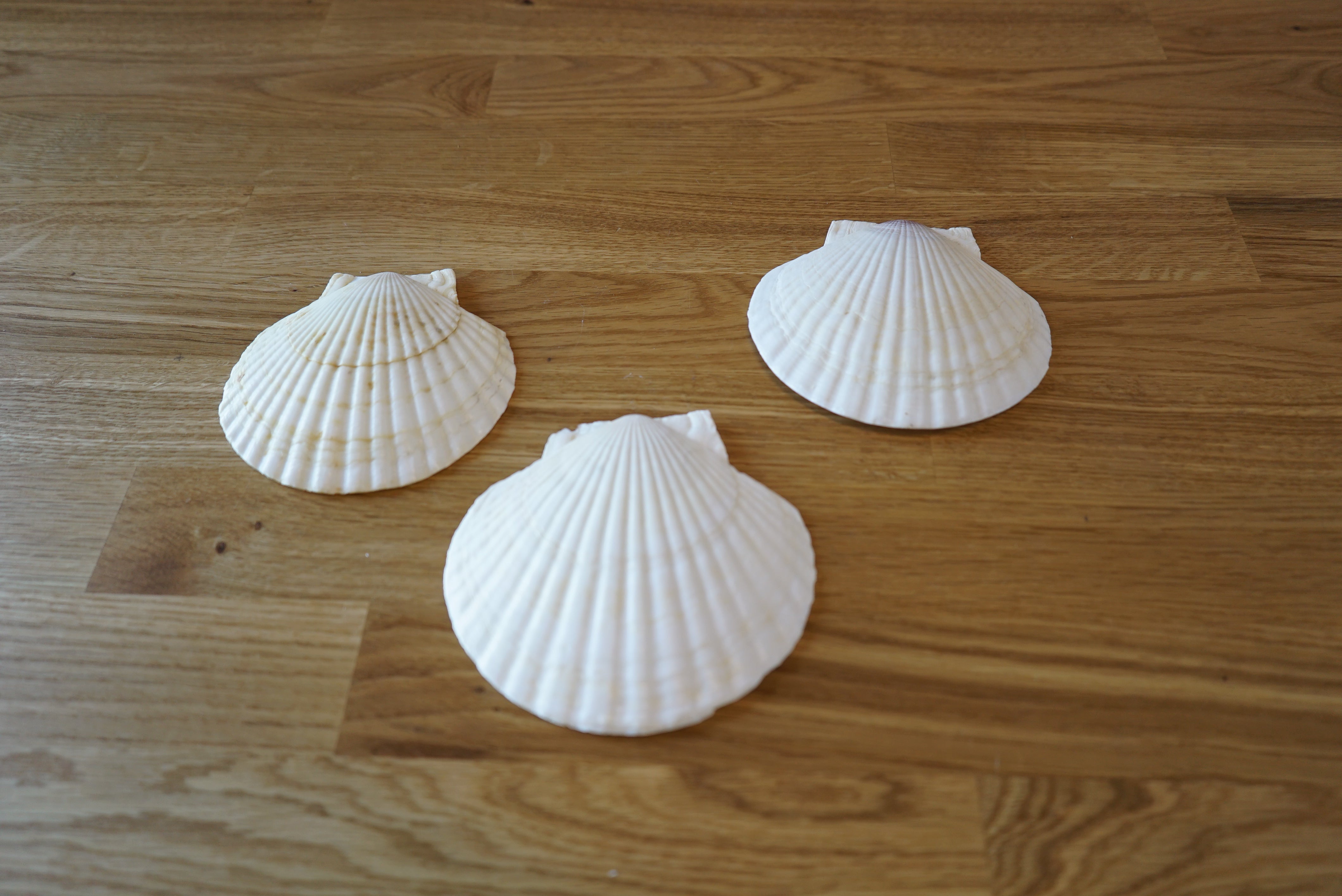 Sea Shells