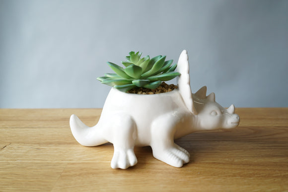 Dinosaur Succulent